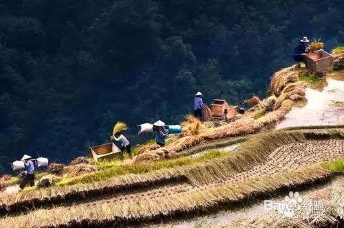 貴州全部的秋色，竟都在這9大梯田裡！