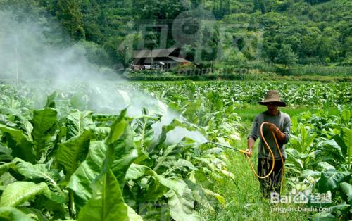 蔬菜怎麼去除農藥，小蘇打的用處