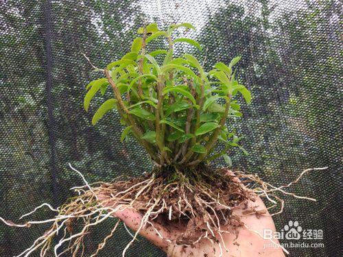 霍山石斛和米斛的水培栽養植方法介紹