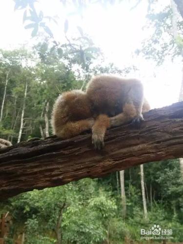 普洱太陽河國家森林公園旅遊攻略？