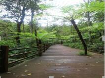 普洱太陽河國家森林公園旅遊攻略？