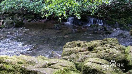 十一黃金週荔波茂蘭行