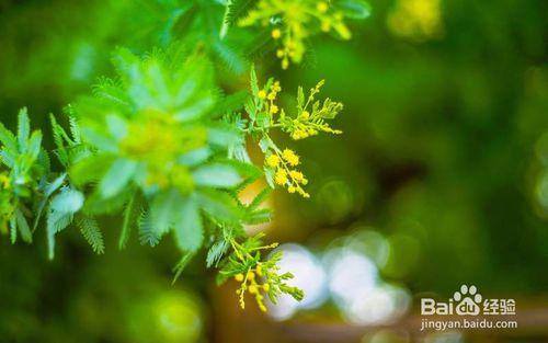 新手養花入門