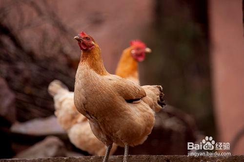 合理使用雞肉有助於提高免疫力