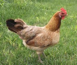 合理使用雞肉有助於提高免疫力
