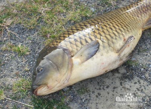 怎麼樣釣鯉魚？