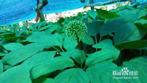 人蔘花茶、人蔘花價格、作用及食用方法