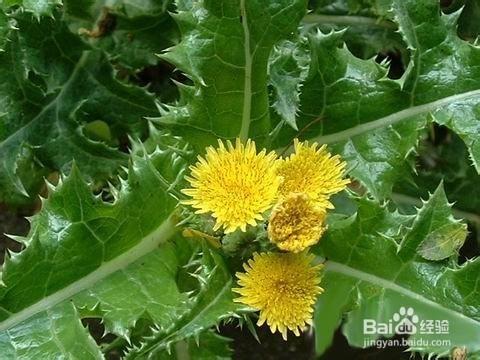 野菜的營養價值知多少