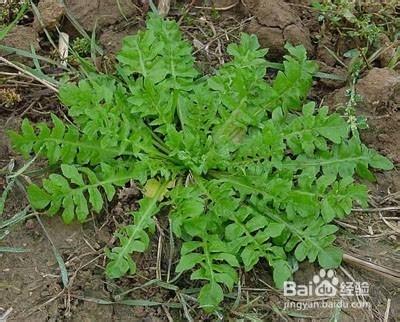 野菜的營養價值知多少