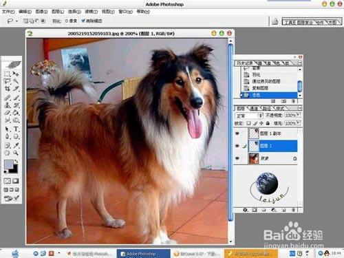 Photoshop摳出動物複雜毛教程