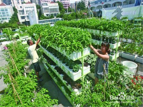 樓頂種菜怎麼砌菜園