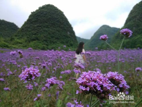 手機中的微距功能