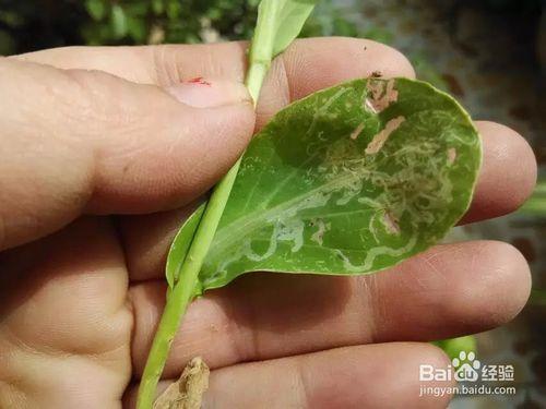 菜長了潛葉蠅怎麼辦