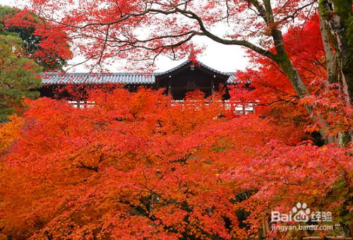 京都賞楓攻略