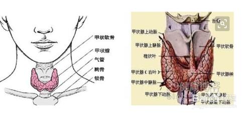 甲狀腺患者的症狀