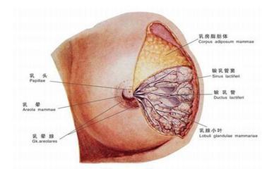 急性乳腺炎發燒怎麼辦