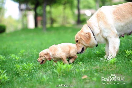 給金毛犬剪毛的方法