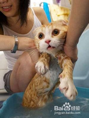 如何給家裡的貓咪洗澡