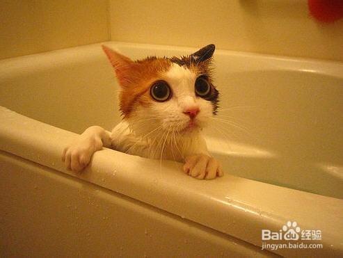 如何給家裡的貓咪洗澡