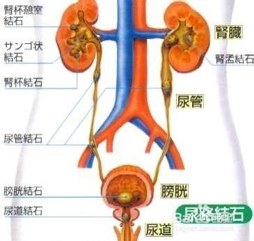 晚餐決定你的體重和壽命