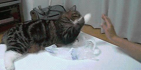 愛貓達人：鏟屎官只給愛貓吃商品貓糧可以嗎？
