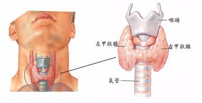 為什麼年齡越大脫髮會越嚴重？