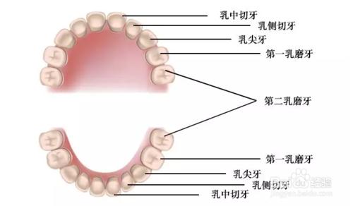 融合牙與多牙少牙是常見的乳牙換牙期異常