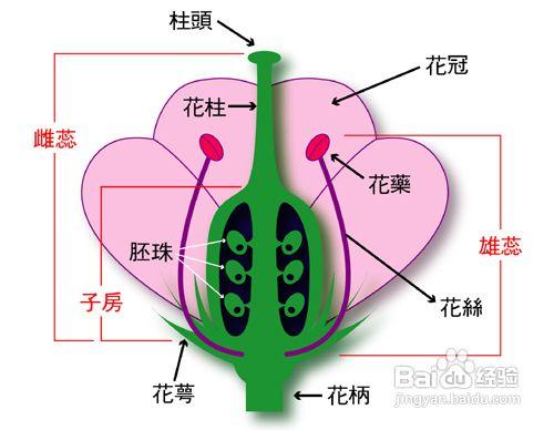 人工授粉的過程