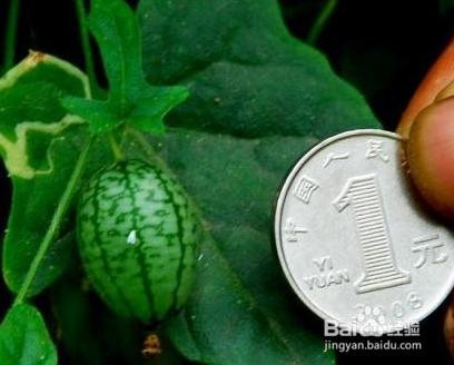 拇指西瓜的營養價值