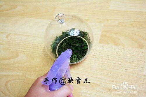 多肉微景觀苔蘚盆栽製作教程攻略