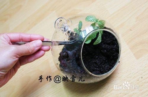 多肉微景觀苔蘚盆栽製作教程攻略