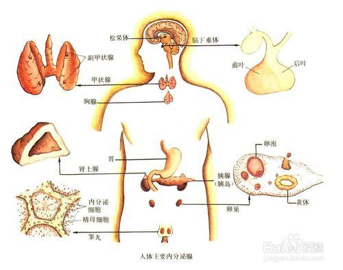 鼻樑上長痘痘是什麼原因