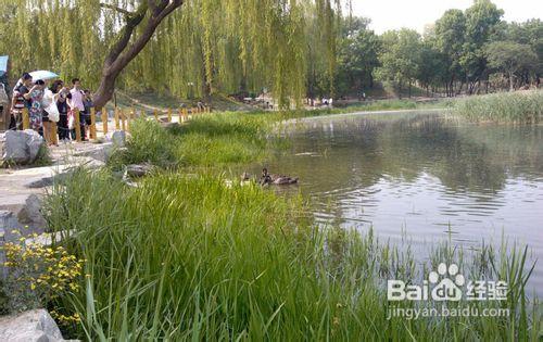 北京圓明園的旅遊攻略