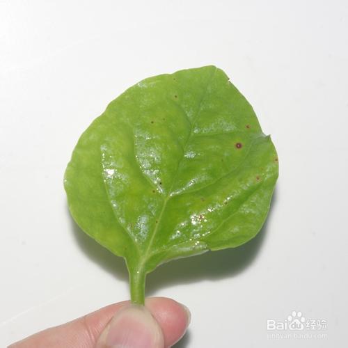 耗油青菜：[1]耗油美人菜