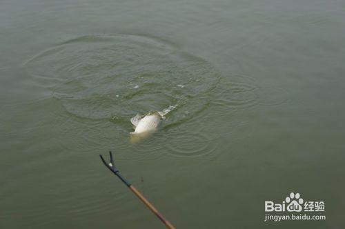 河邊野外釣魚技巧