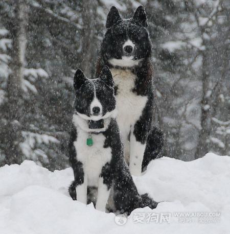 雪天遛狗，您準備好了嗎？