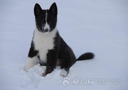 雪天遛狗，您準備好了嗎？