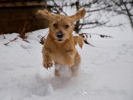 雪天遛狗，您準備好了嗎？