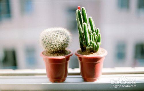 電腦旁適合擺什麼植物