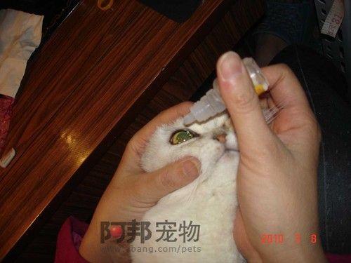 怎樣對短臉貓咪進行眼部日常護理