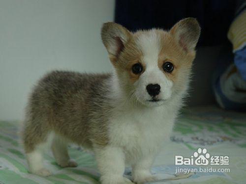 是不是柯基犬幼犬發熱了就是得病呢