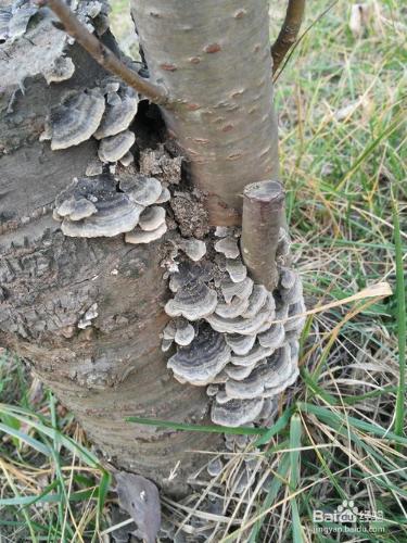 成都鳳凰山的景點怎樣的？