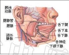 痄腮散的使用說明