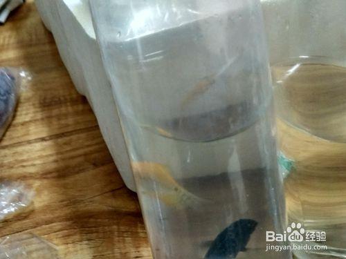 魚蝦等水族活體下缸前處理—過溫過水消毒