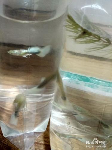 魚蝦等水族活體下缸前處理—過溫過水消毒