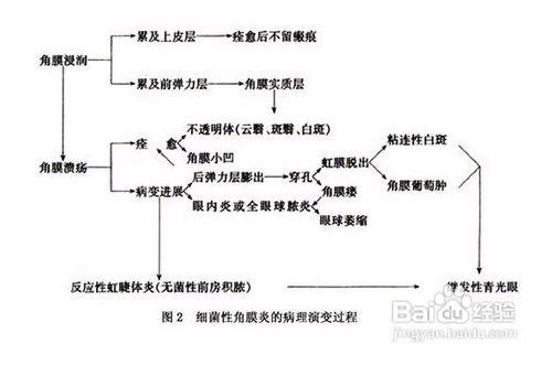 狗狗眼睛角膜炎怎麼辦