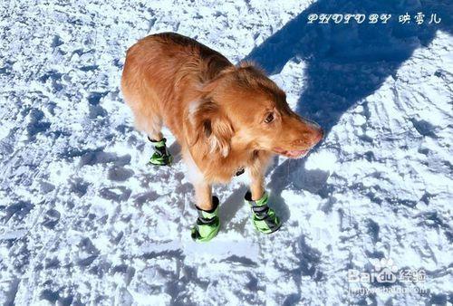 溫哥華西摩山學滑雪