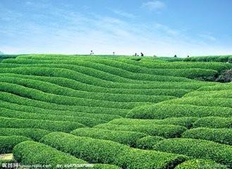 茶葉經營者淡季時有什麼策略經驗