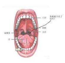 喉噥被魚刺卡了怎麼辦