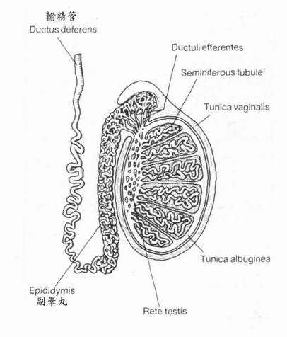梗阻性無精子症該怎麼辦？
